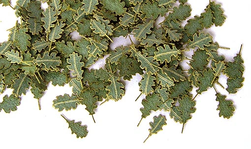 6215e58513500.jpg